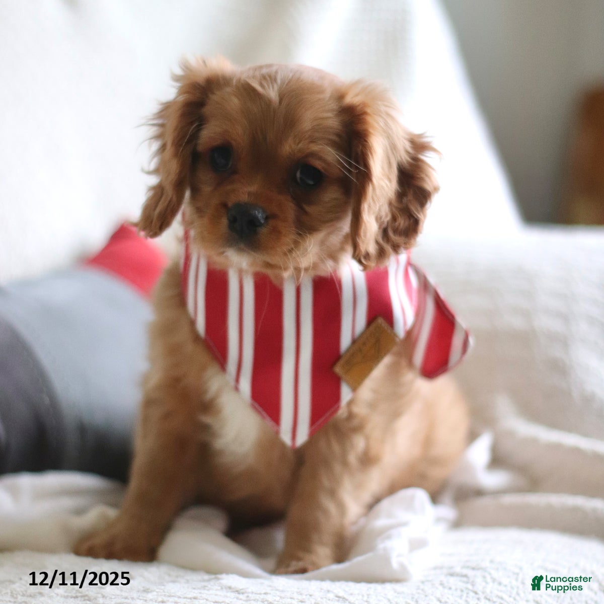 Cavalier King Charles Spaniel dogs Shawn - Ad 4