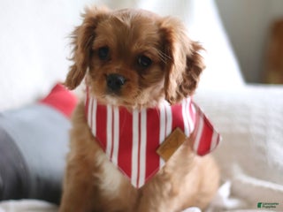 Cavalier King Charles Spaniel dogs Shawn - Ad 8