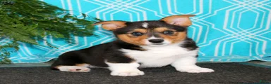 Welsh Corgi Pembroke 1