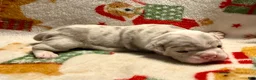 Olde English Bulldogge dogs for sale: Tri Blue Merle  - Ad 10