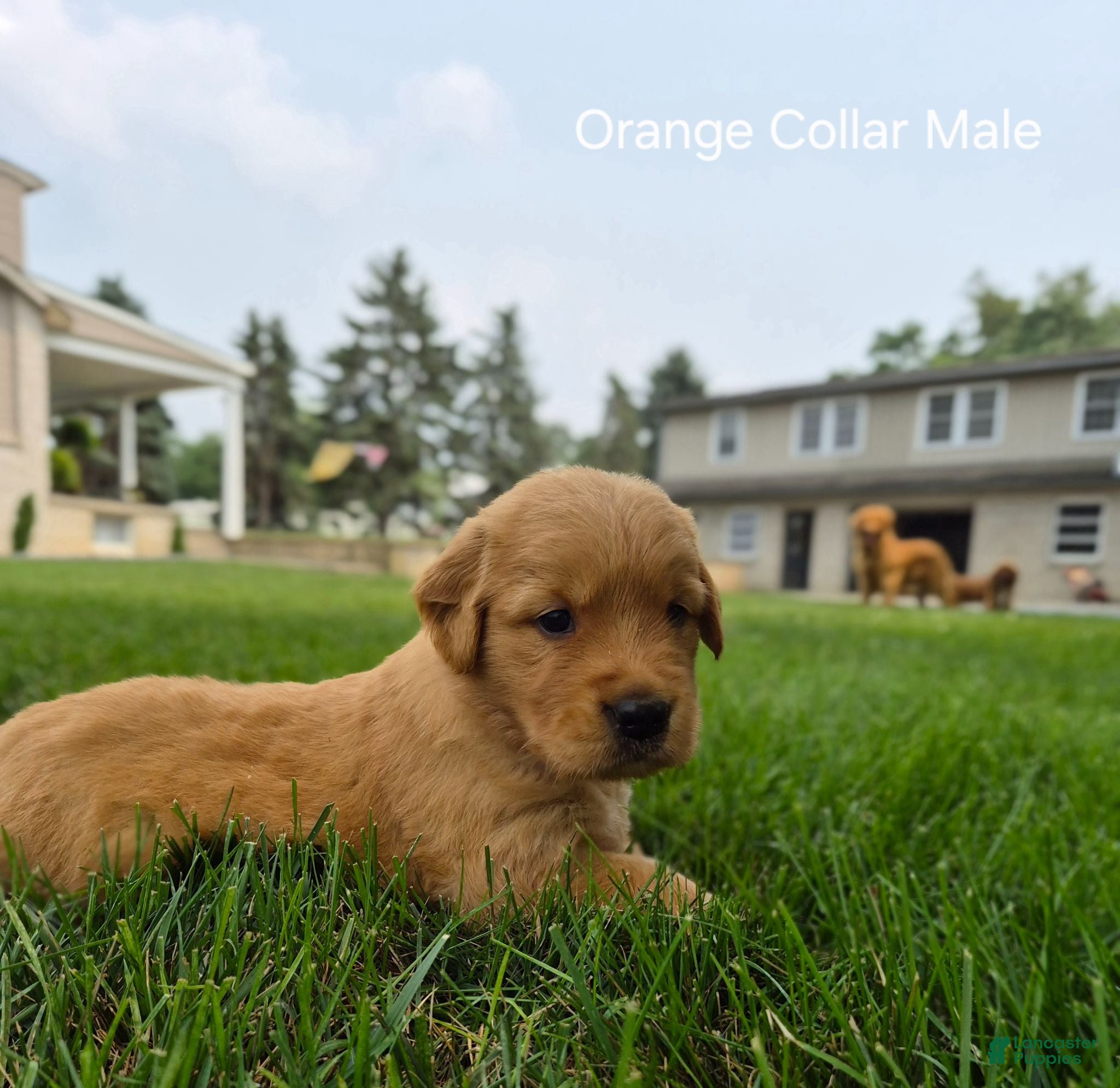 Golden Retriever dogs Skittles (Orange Collar) - Ad 2