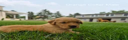 Golden Retriever dogs for sale: Skittles (Orange Collar) - Ad 2
