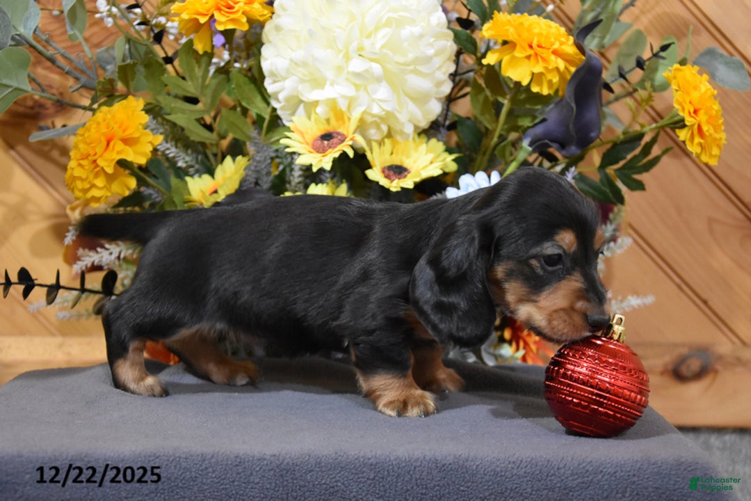 Miniature Dachshund dogs for sale: Abel - Ad 2