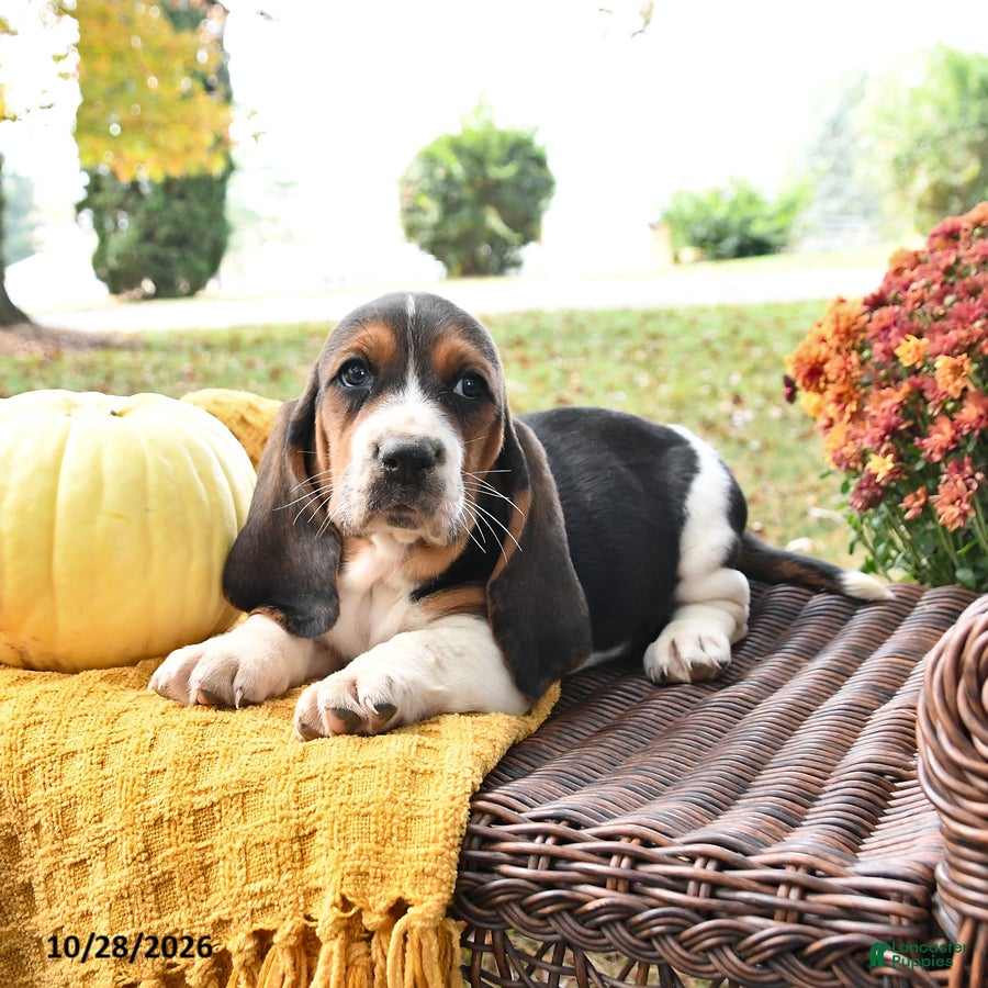 Basset Hound dogs for sale: Puddles - Ad 1
