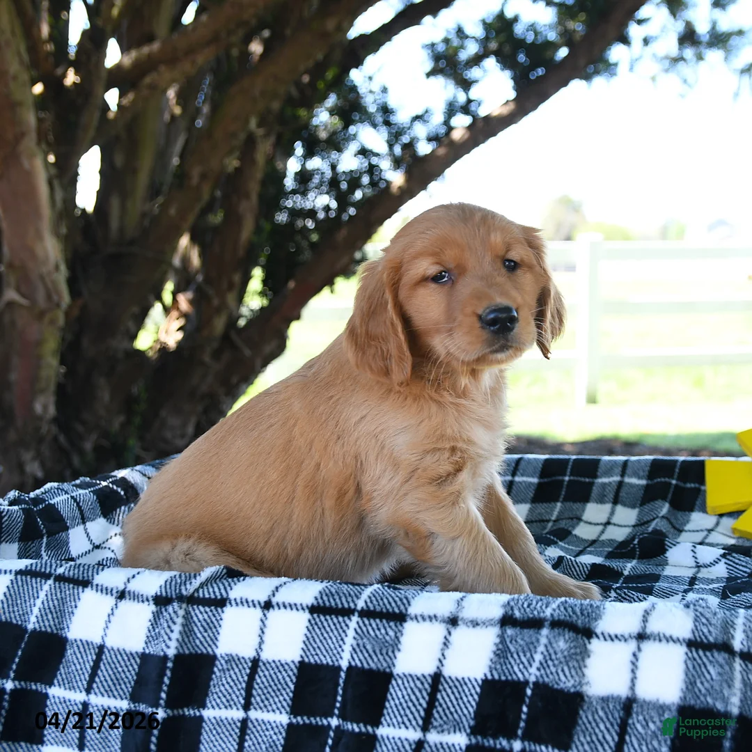 Golden Retriever dogs for sale: Amaya - Ad 1