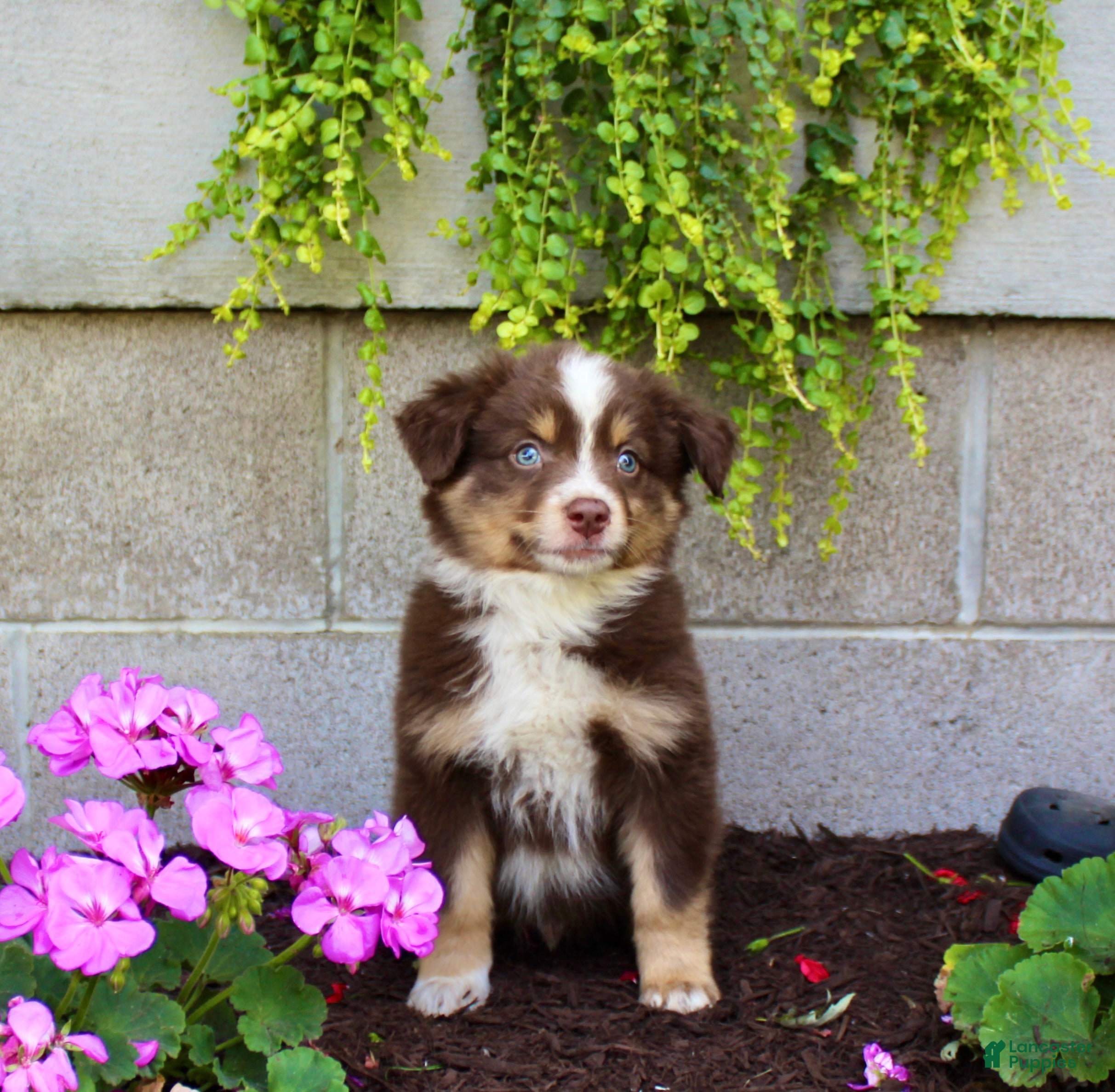 Australian Shepherd dogs Teddy - Ad 2
