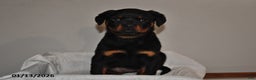 Rottweiler dogs for sale: Rosie - Ad 1
