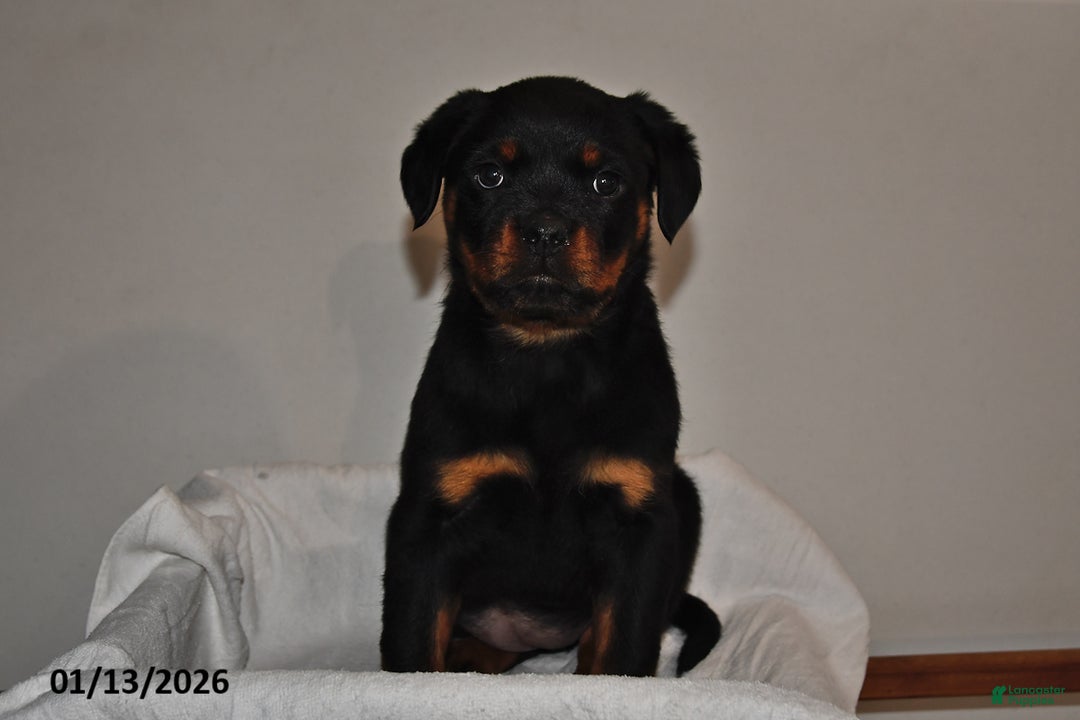 Rottweiler dogs for sale: Rosie - Ad 1