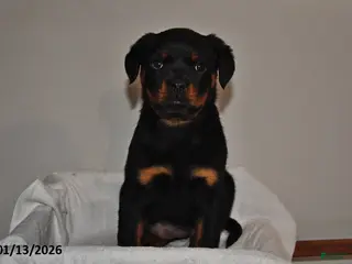 Rottweiler dogs Rosie - Ad 18
