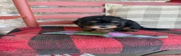 Mini Bernedoodle dogs for sale: Benny - Ad 3