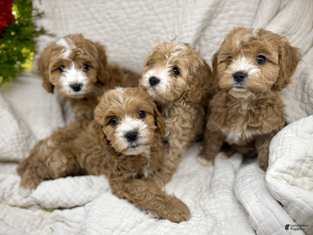 Cavapoo dogs for sale: Cavapoo Puppy 4 - Ad 2