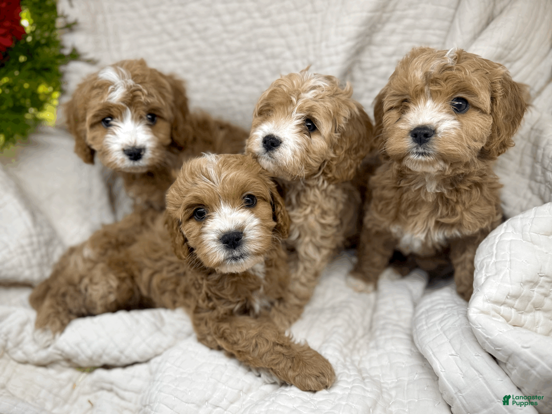 Cavapoo dogs for sale: Cavapoo Puppy 4 - Ad 2