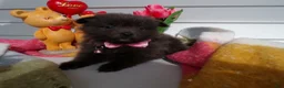 Pomeranian dogs for sale: Pomeranian Puppy 5 Lovey - Ad 2