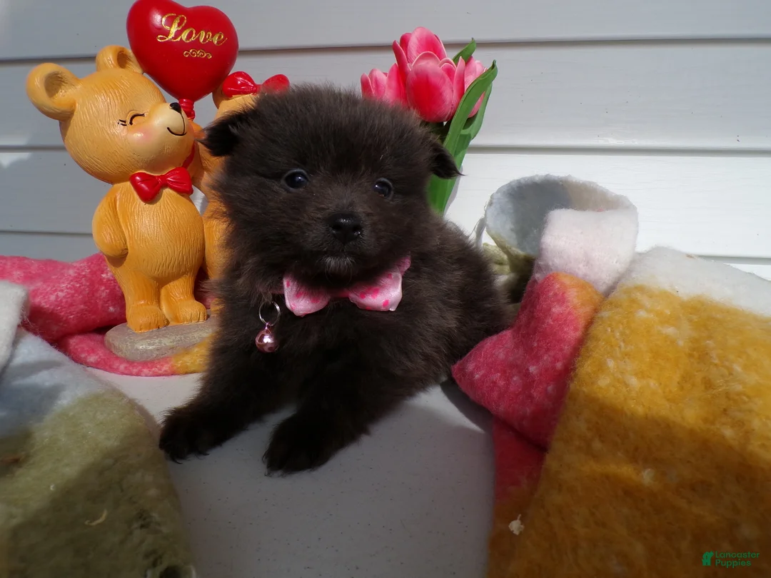 Pomeranian dogs for sale: Pomeranian Puppy 5 Lovey - Ad 2