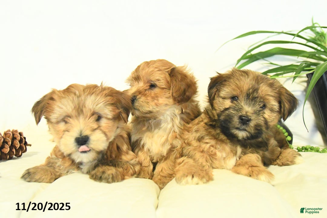 Yochon dogs for sale: Penny - Ad 5