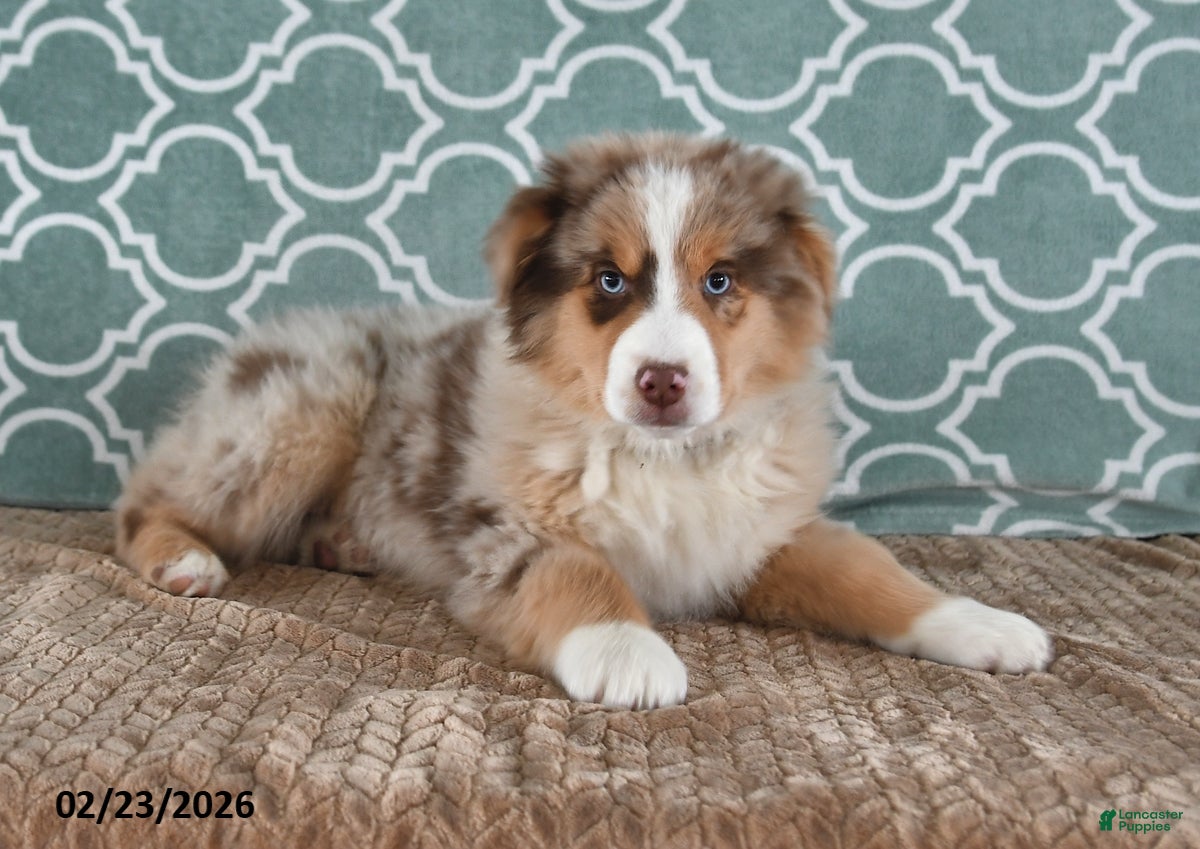 Australian Shepherd dogs Lucky - Ad 1