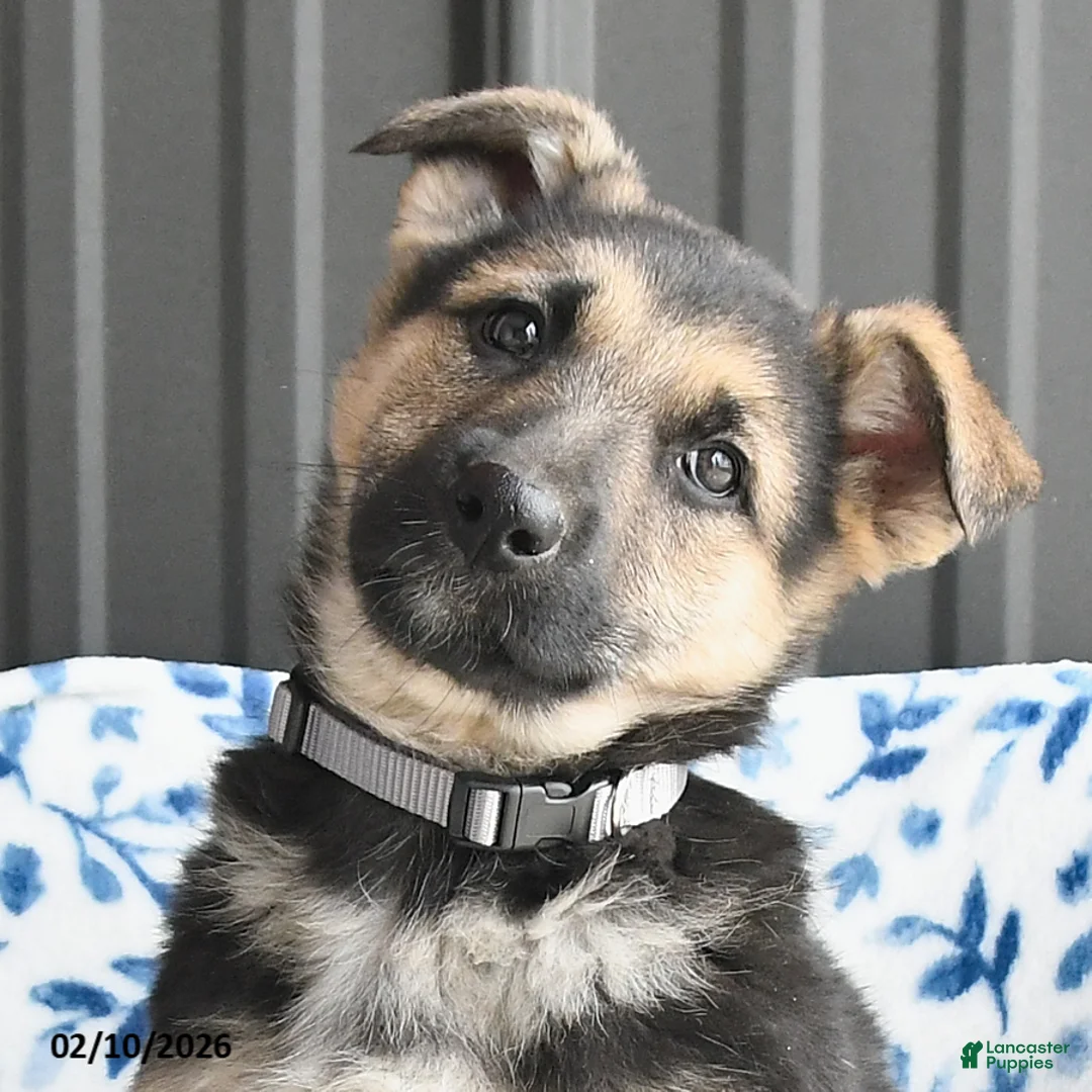 German Shepherd dogs for sale: Vera - Ad 4