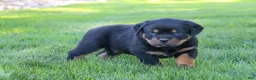 Rottweiler dogs for sale: Ryder - Ad 4