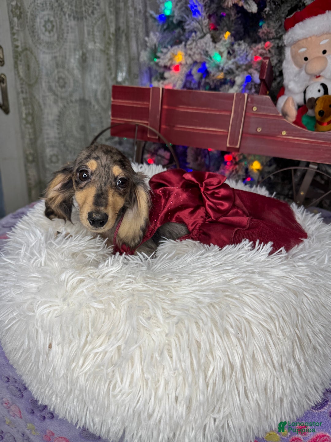 Miniature Dachshund dogs for sale: Rus Dapple girl - Ad 5