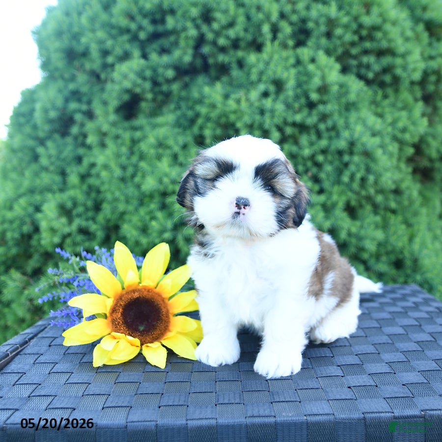 Shih Tzu dogs for sale: Mocha - Ad 2