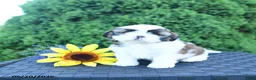 Shih Tzu dogs for sale: Mocha - Ad 1