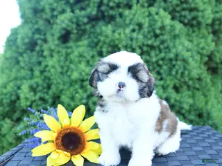Shih Tzu dogs for sale: Mocha - Ad 2