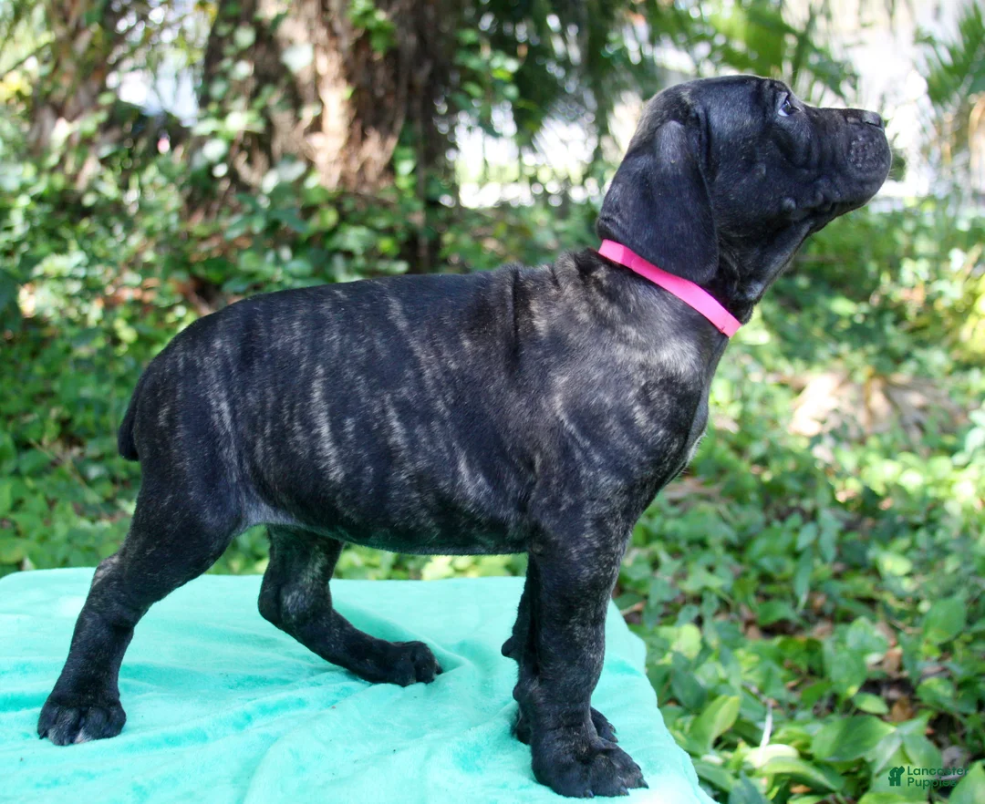 Cane Corso dogs for sale: Slash - Ad 5
