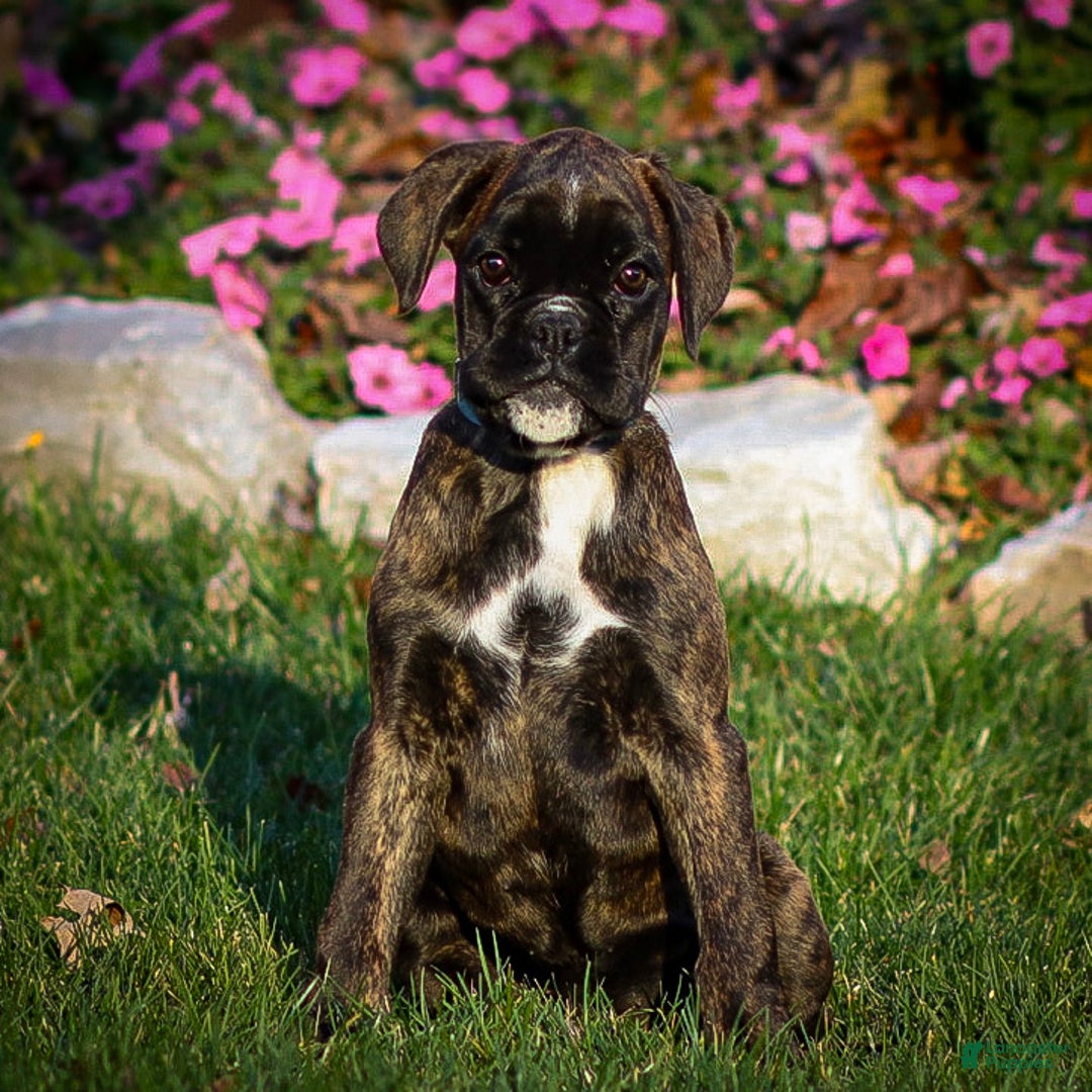 Boxer dogs for sale: Gracie - Ad 1