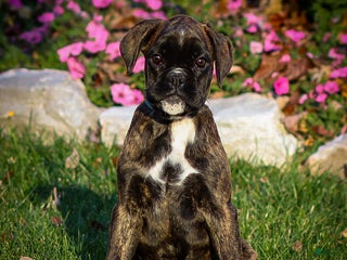 Boxer dogs Gracie - Ad 3