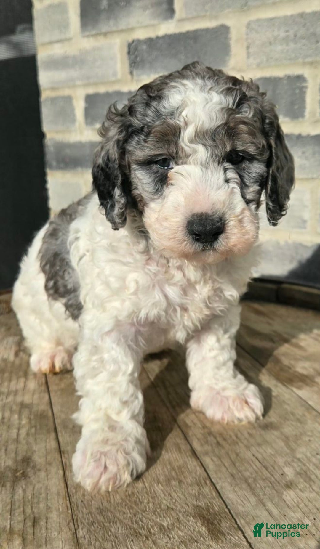 Mini Goldendoodle dogs for sale: Mia - Ad 2
