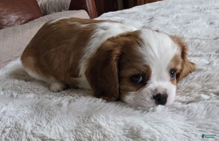 Cavalier King Charles Spaniel dogs Cavalier King Charles Spaniel 2 - Ad 23