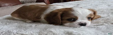 Cavalier King Charles Spaniel 2