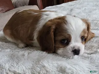 Cavalier King Charles Spaniel dogs Cavalier King Charles Spaniel 2 - Ad 23