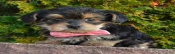 Yorkiepoo dogs for sale: Tiny Stella - Ad 4