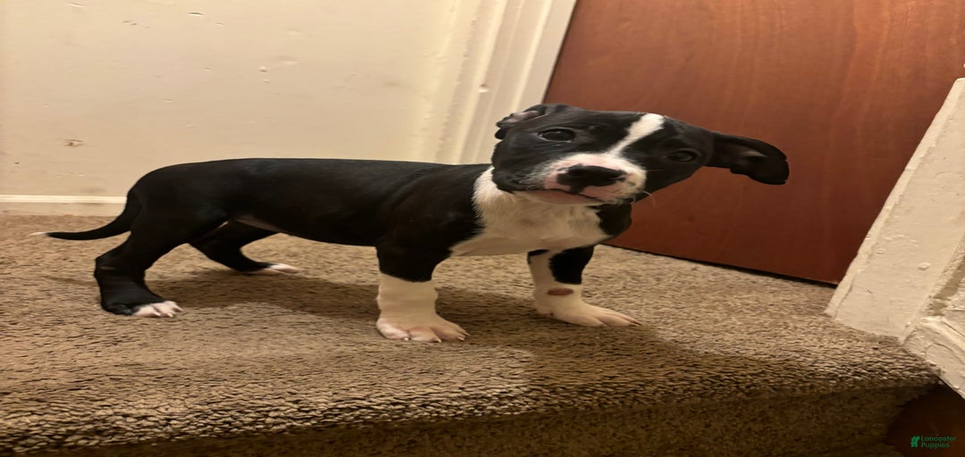 Gallery Image {{count}}