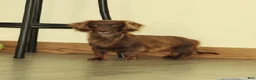 Dachshund dogs for sale: Macchiato - Ad 11
