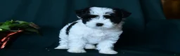 Mixed Breed dogs for sale: Patches  - Ad 2