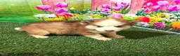 Siberian Husky dogs for sale: Charlie - Ad 2