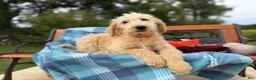 Labradoodle dogs for sale: Cindy (Girl) - Ad 3