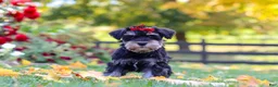 Miniature Schnauzer dogs for sale: Eva - Ad 8