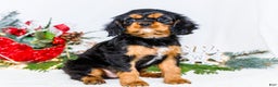 Cavalier King Charles Spaniel dogs for sale: Tinsel - Ad 13
