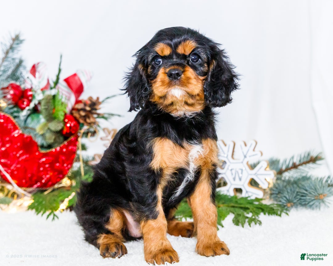 Cavalier King Charles Spaniel dogs for sale: Tinsel - Ad 13