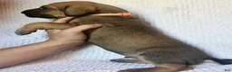 Great Dane dogs for sale: Walker - Ad 2