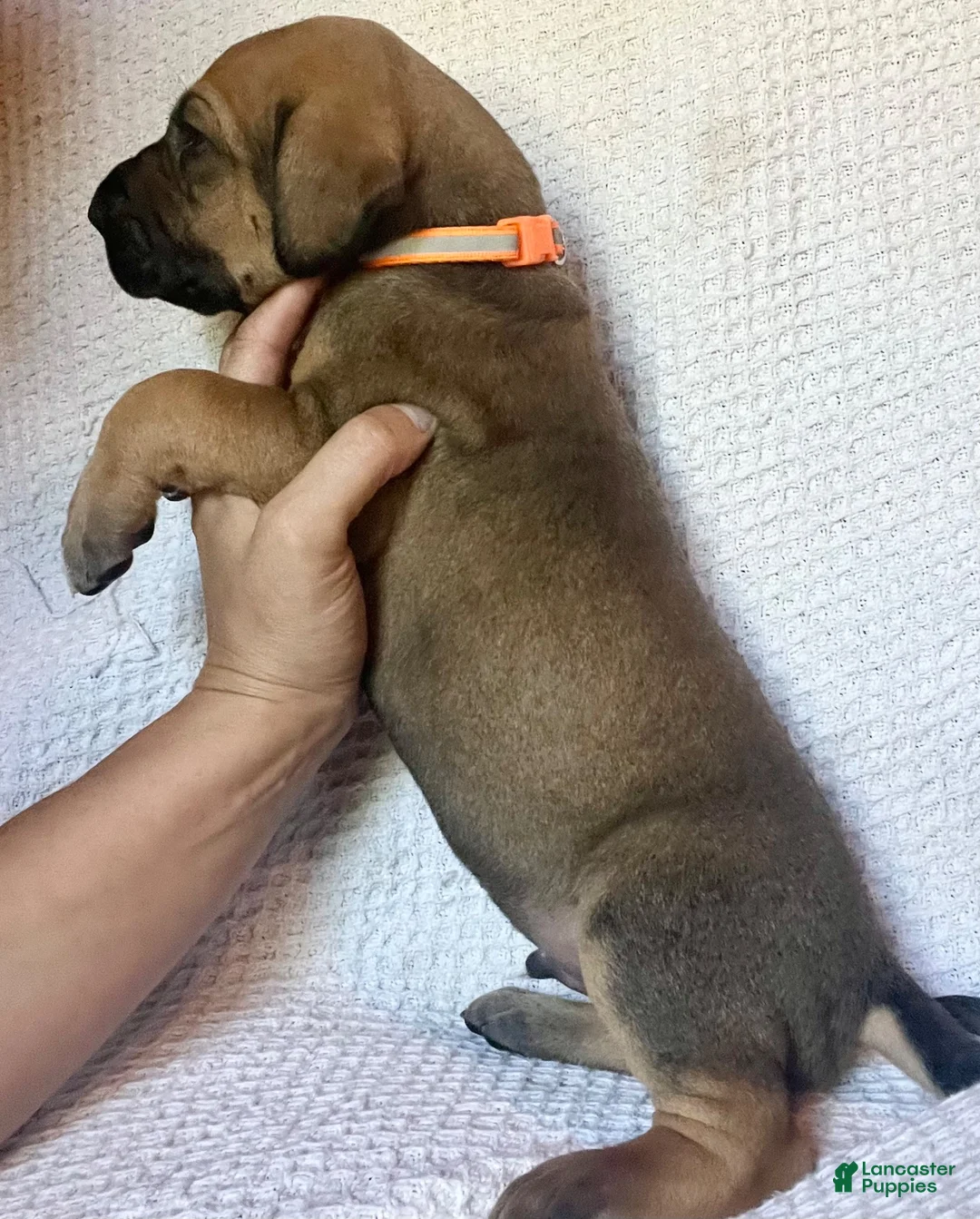 Great Dane dogs for sale: Walker - Ad 2