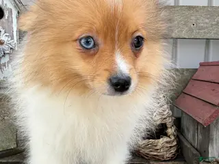 Pomeranian dogs for sale: Jakobi - Ad 3