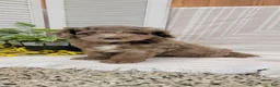 Cockapoo dogs for sale: Myron - Ad 6