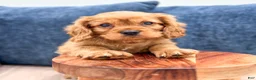 Cavalier King Charles Spaniel dogs for sale: Max - Ad 2