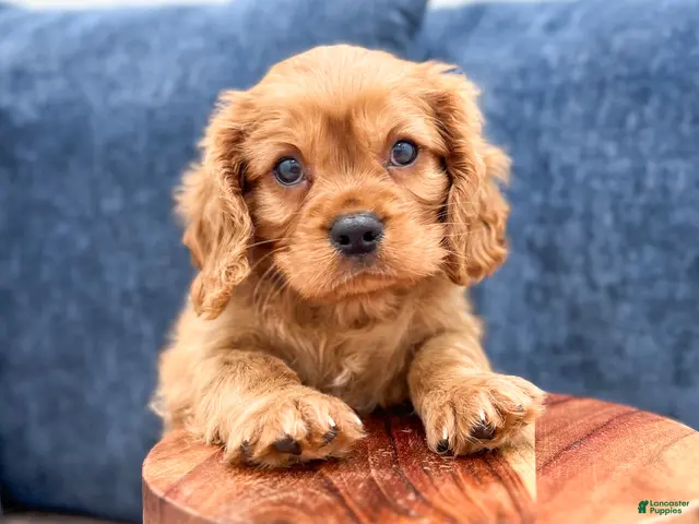 Cavalier King Charles Spaniel dogs for sale: Max - Ad 2
