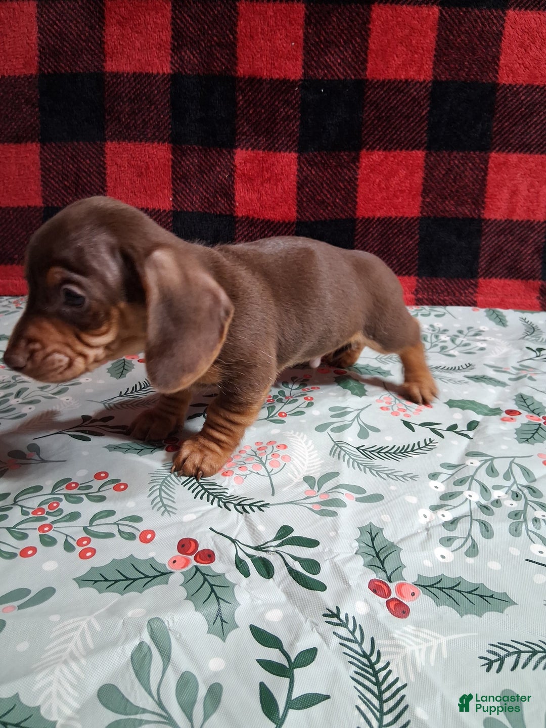 Miniature Dachshund dogs for sale: Kit Kat - Ad 4