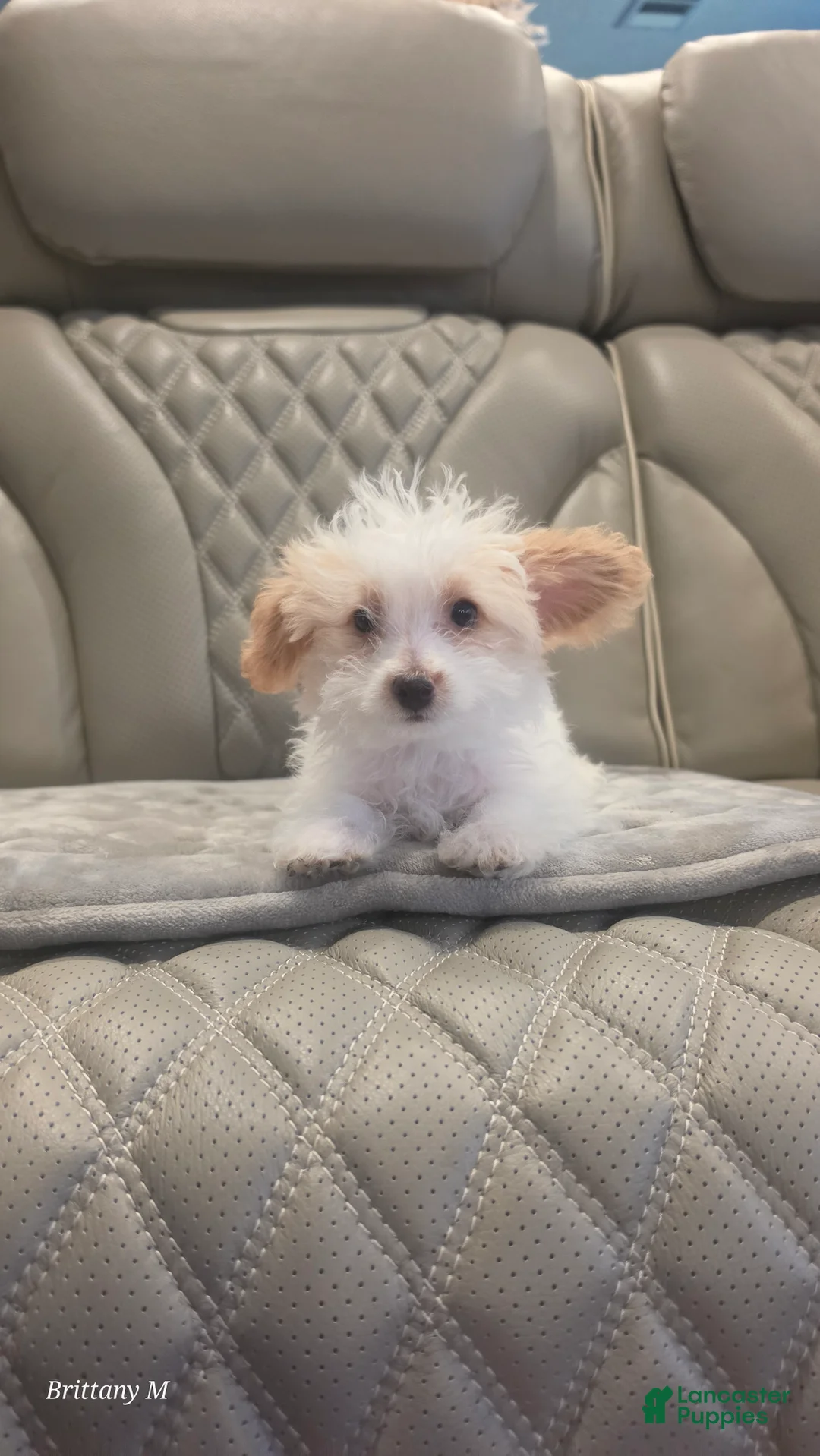 Yorkiepoo dogs for sale: Yorkiepoo 1 - Ad 1